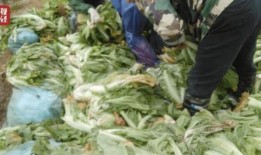 老坛酸菜新闻爆料